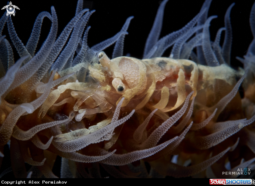 A Wire coral shrimp