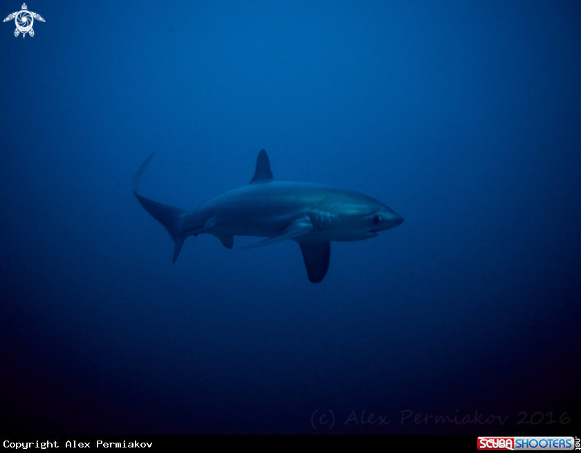 A Thresher shark