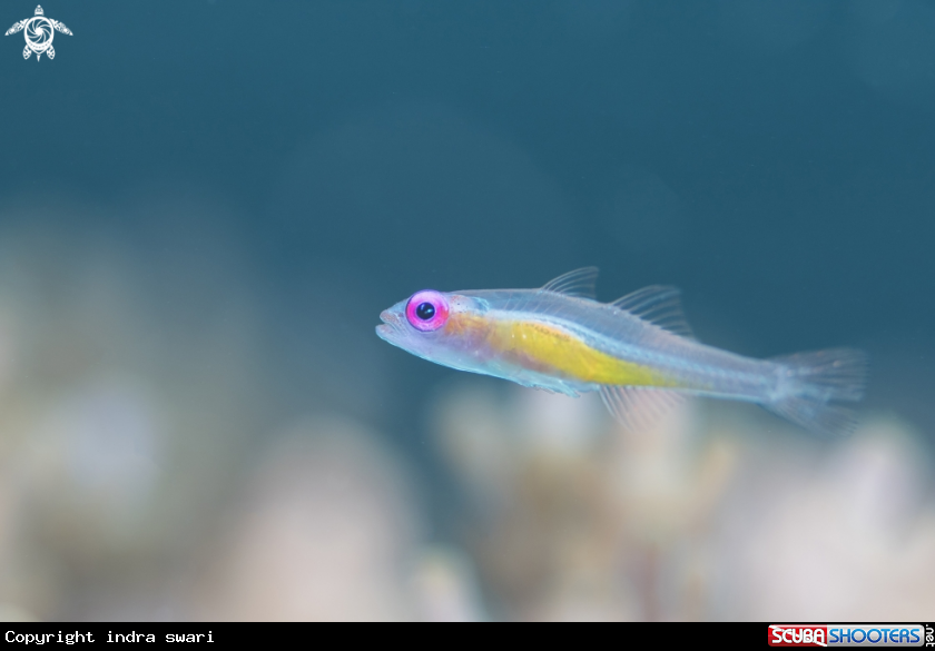 A Goby 