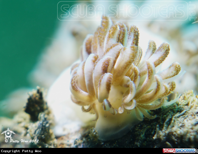 A Jakobsen's Phyllodesmium