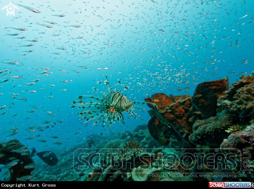 A Lion Fish