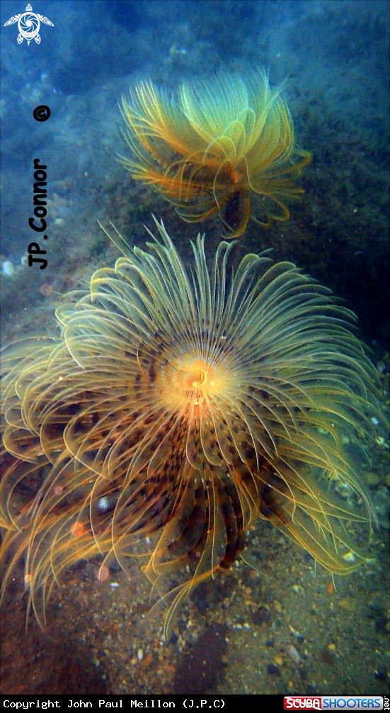 A Spirographe