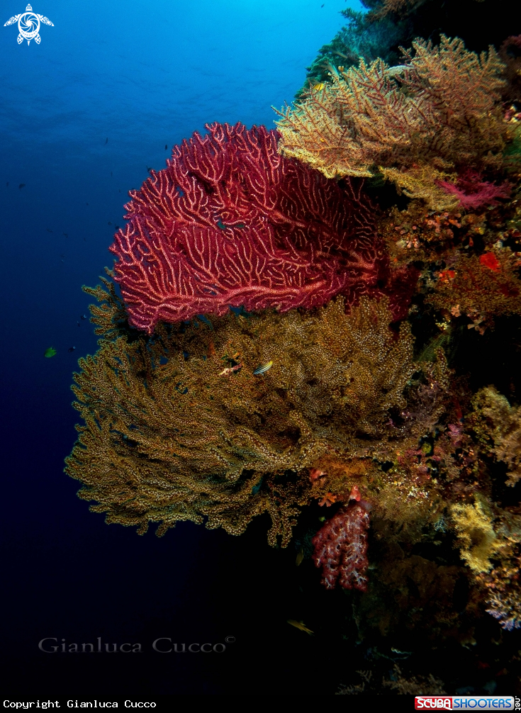 A Gorgonias