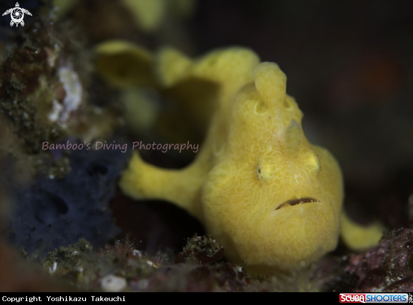 A underwater creature