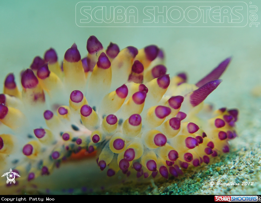 A underwater creature