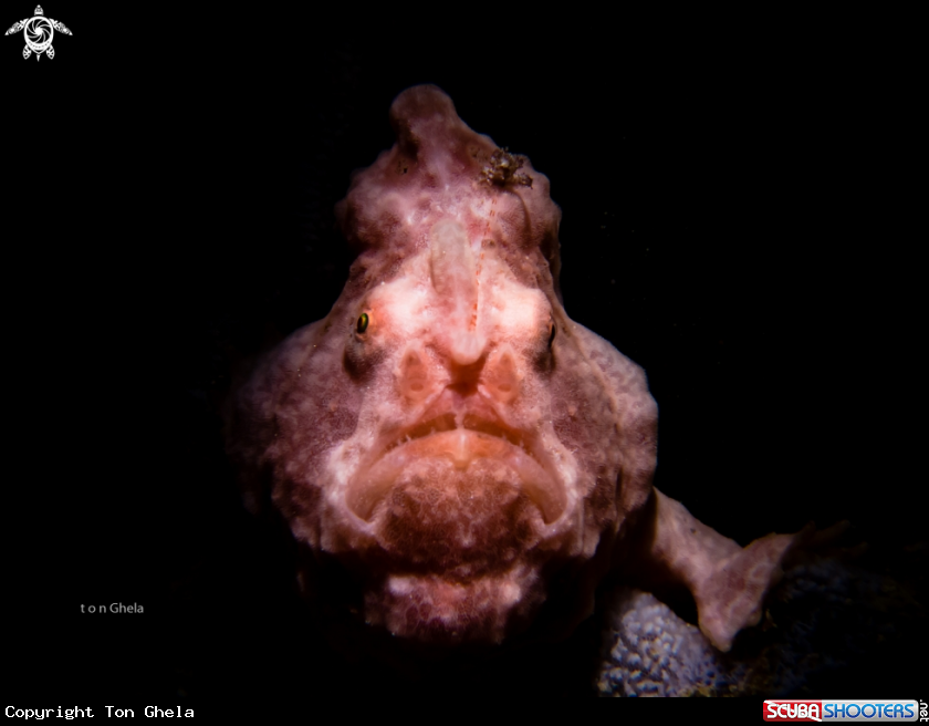 A Frog Fish
