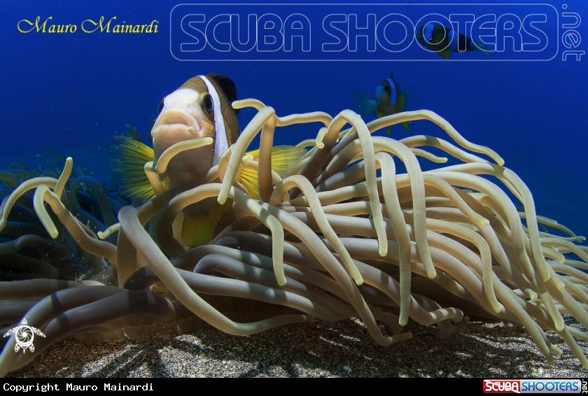 A Clown fish