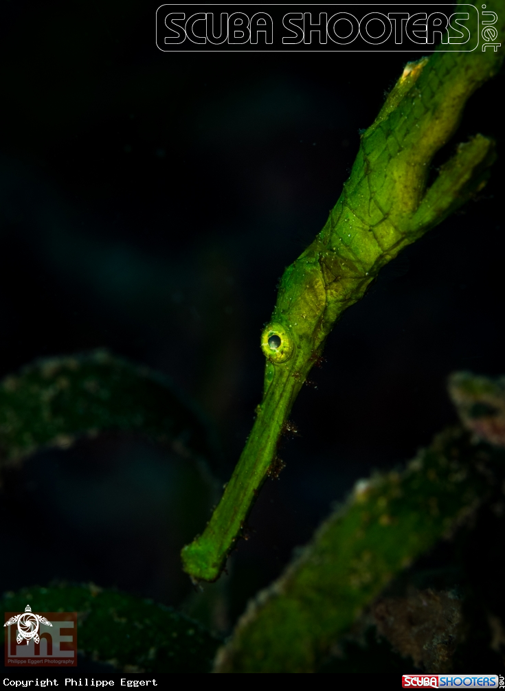 A Robust ghost pipefish