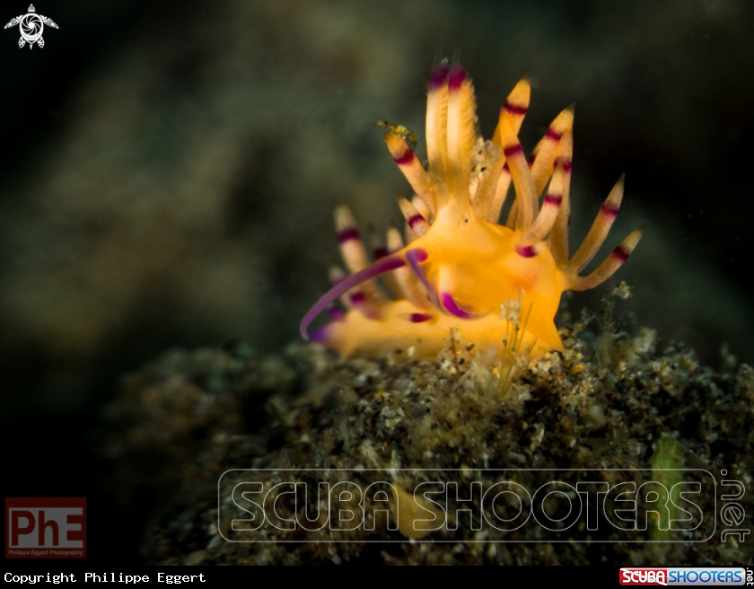 A Nudibranche