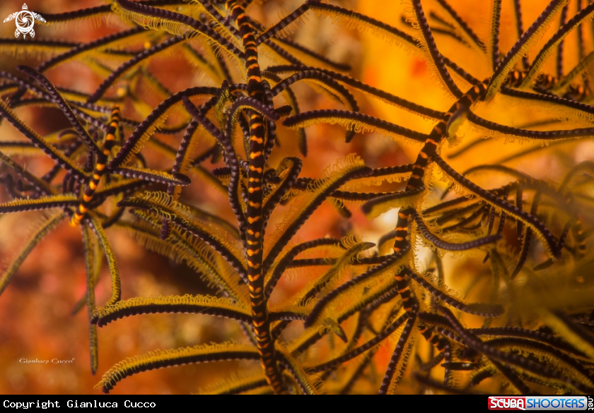 A Crinoid,crinoide