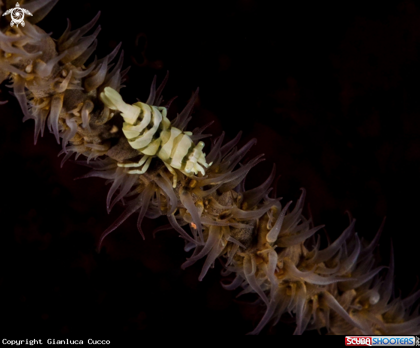 A Whip Coral Shrimp