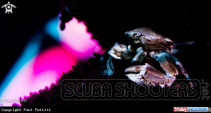 A  Porcelain Crab 