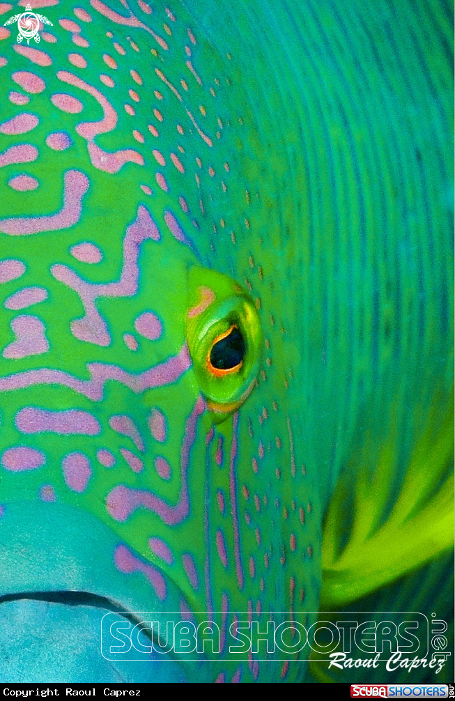 A Grouper