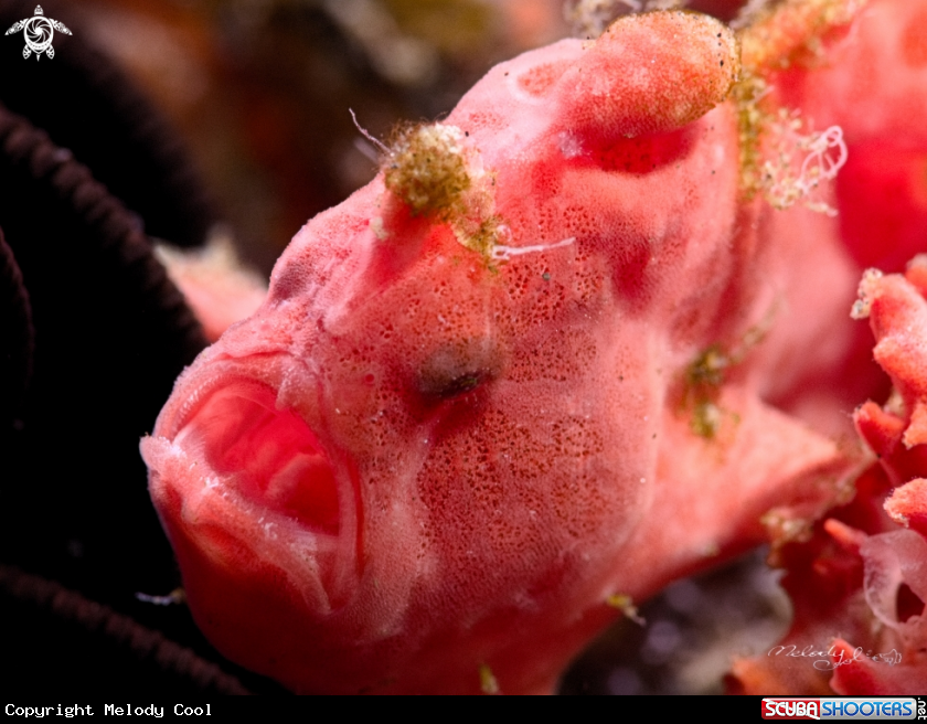 A frog fish 