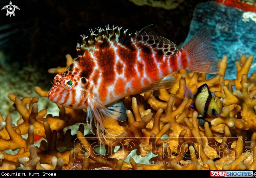 A Hawk fish