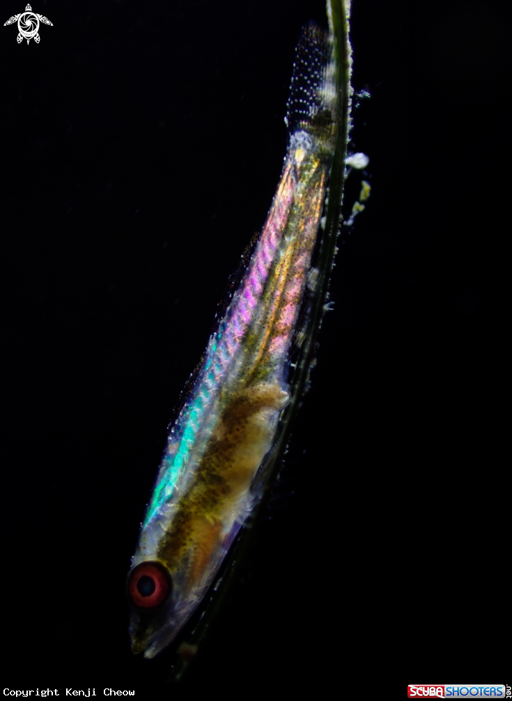 A Common Goby