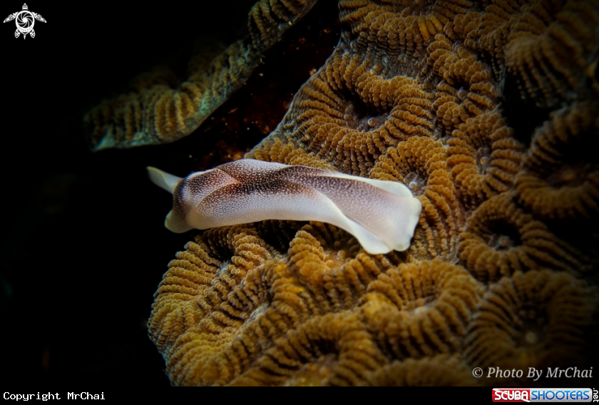 A Sea slark
