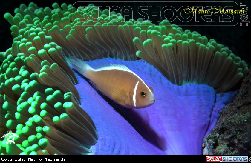 A Clownfish