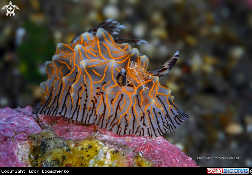 A Nudibranchs
