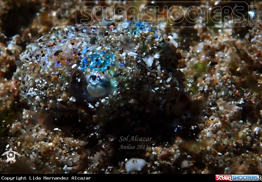 A bobtail squid