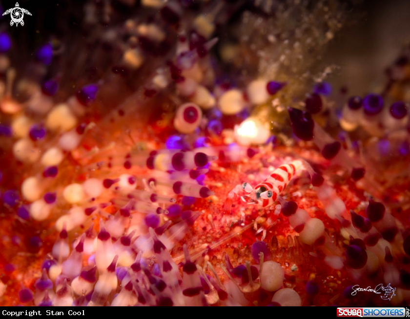 A Coleman shrimp