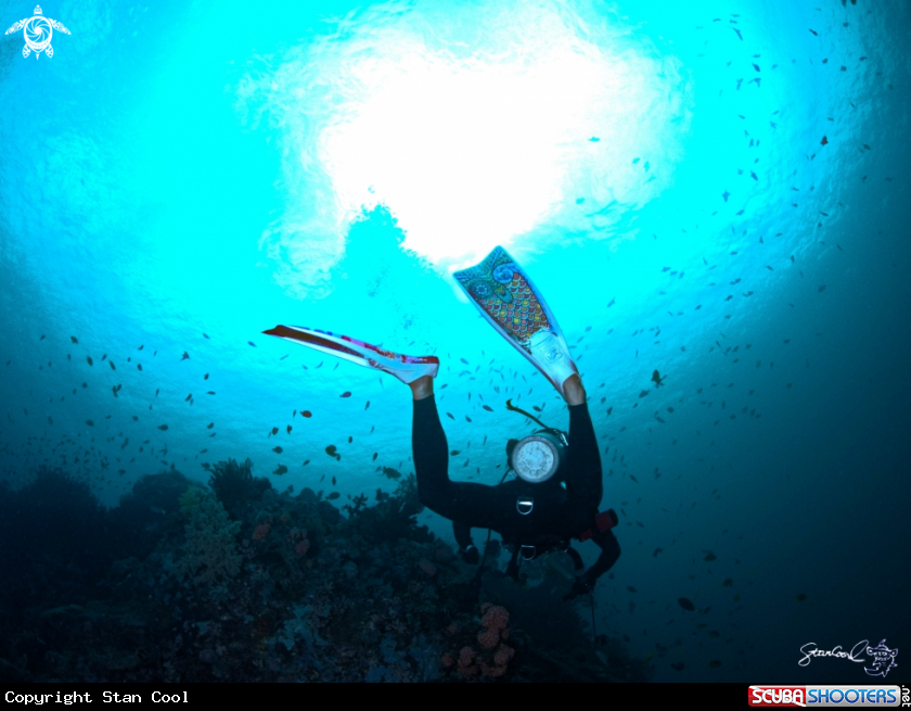 A DIver's Fin