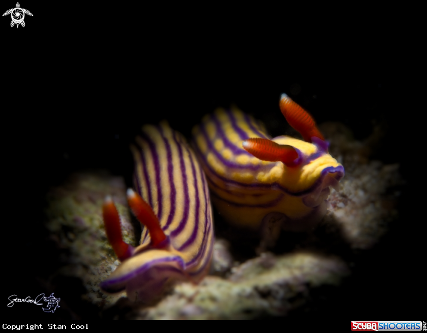 A Nudi branch 