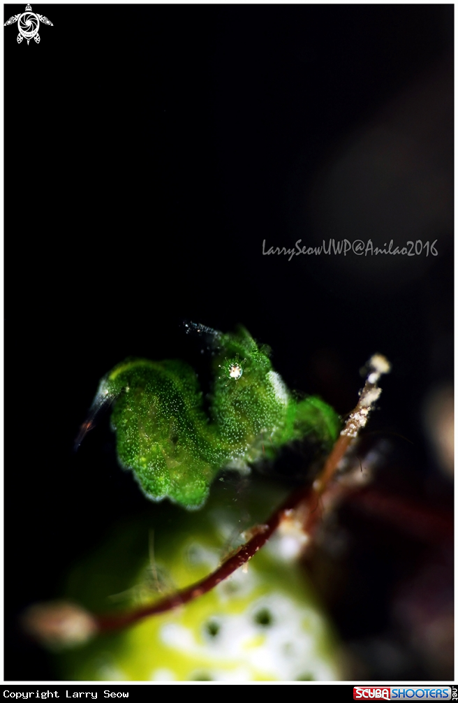 A Green Hairy Shrimp