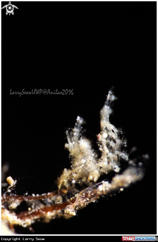 A White Hairy Shrimp