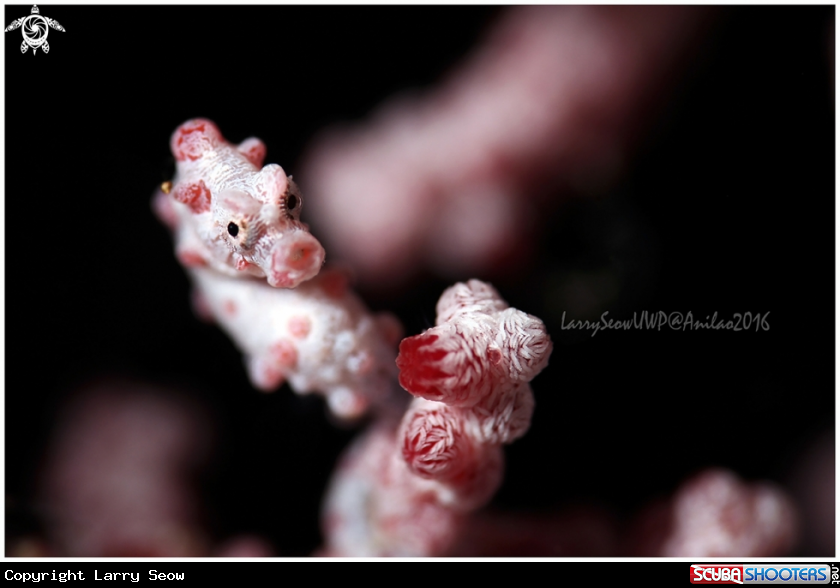 A Pink Barbiganthi Seahorse