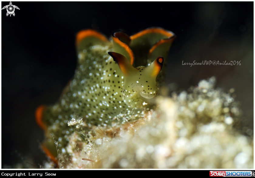 A Macro