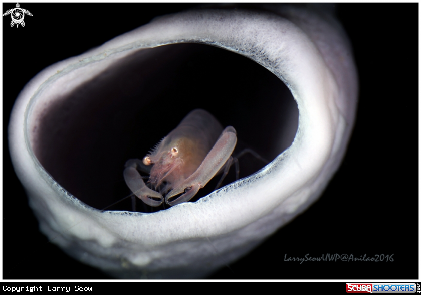 A unknown Shrimp in sponge coral