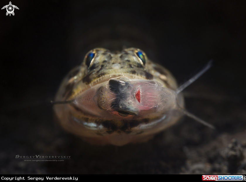 A Sandperch, Parapercis sp