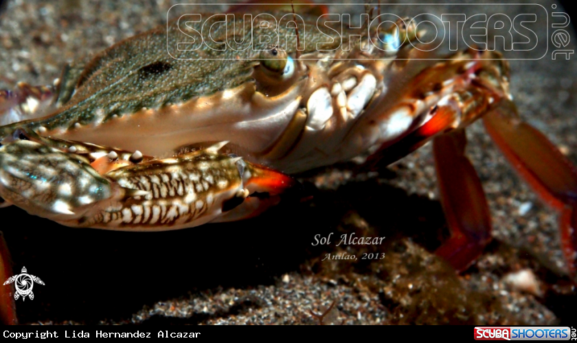 A Blue crab