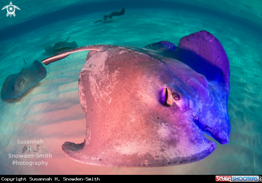 A Southern Stingray