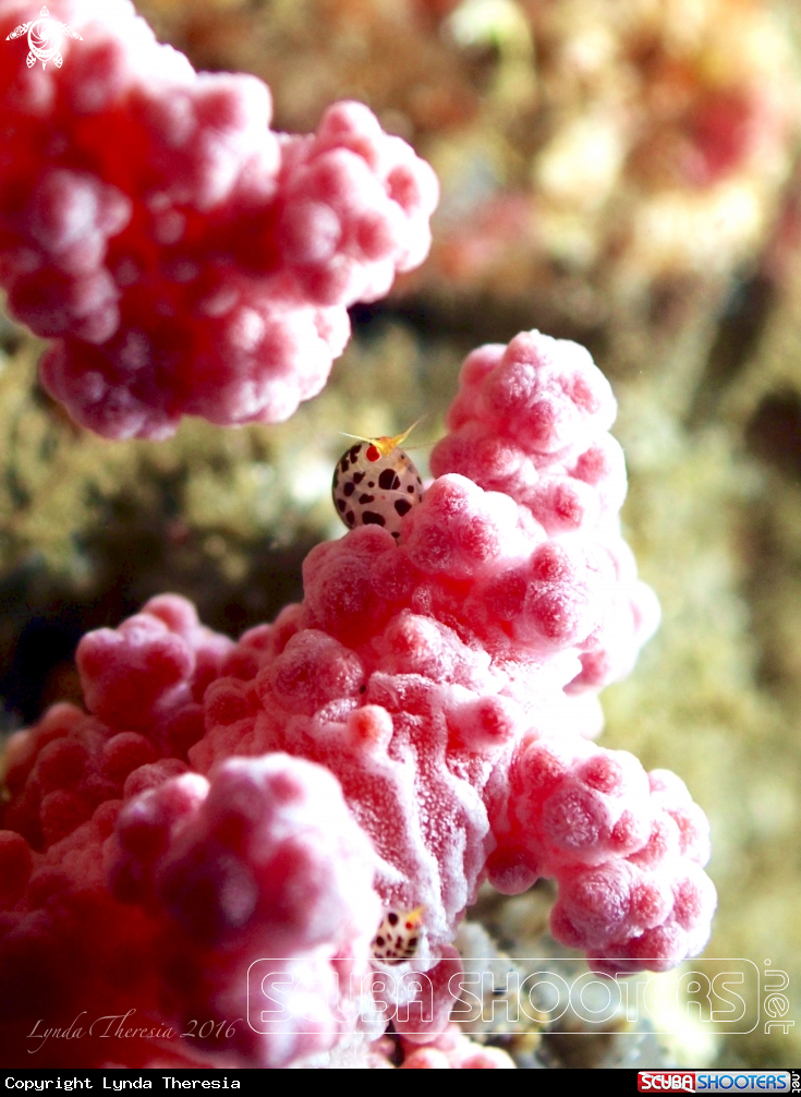 A Ladybug Amphipods