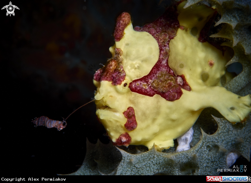 A Frogfish