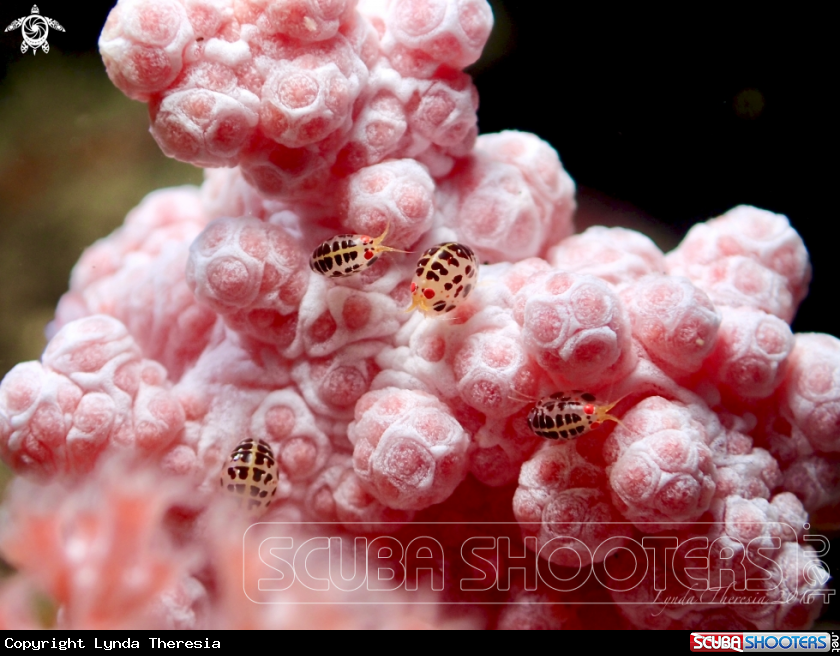 A Ladybug Amphipods