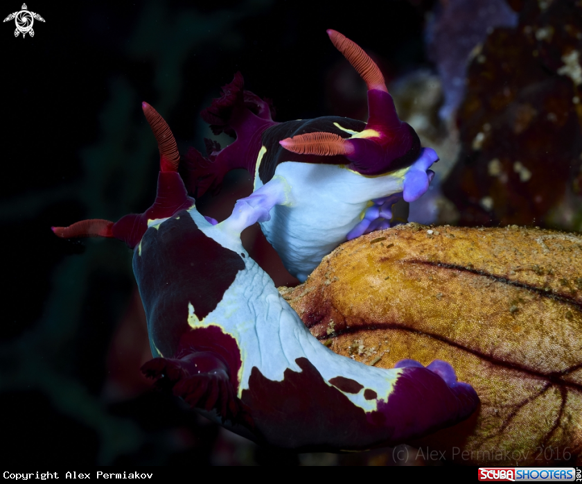 A Nudibranch