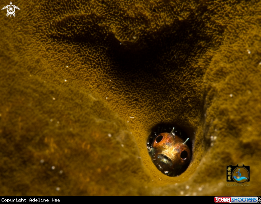 A Blenny