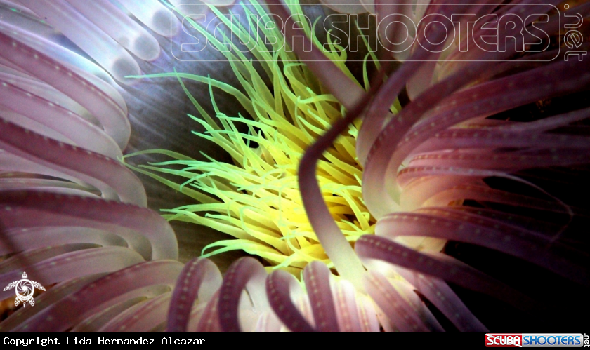 A underwater creature
