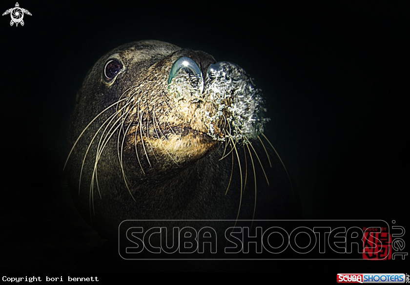 A Sea Lion