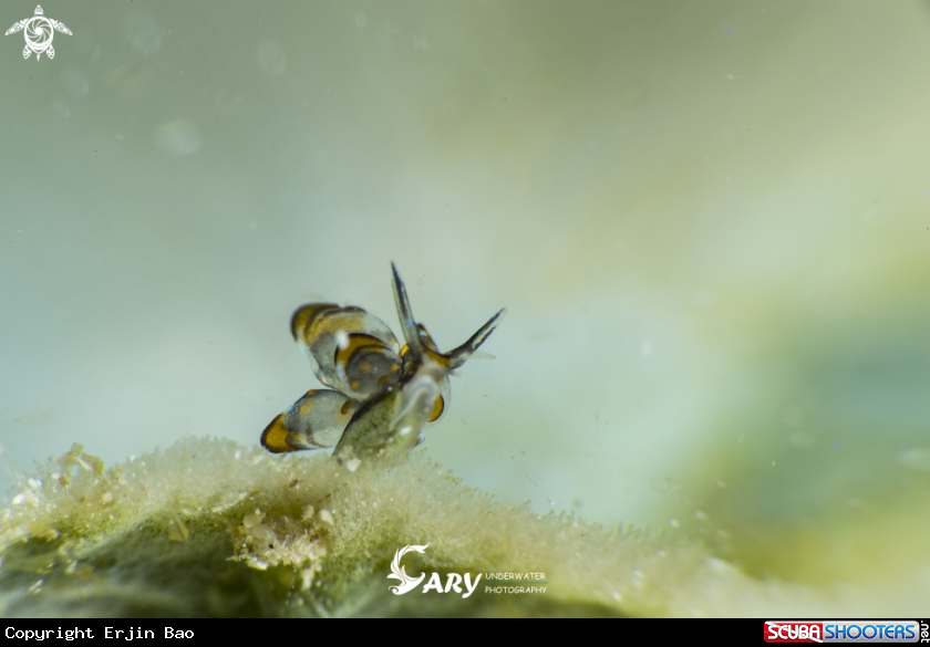 A cyerce nigra