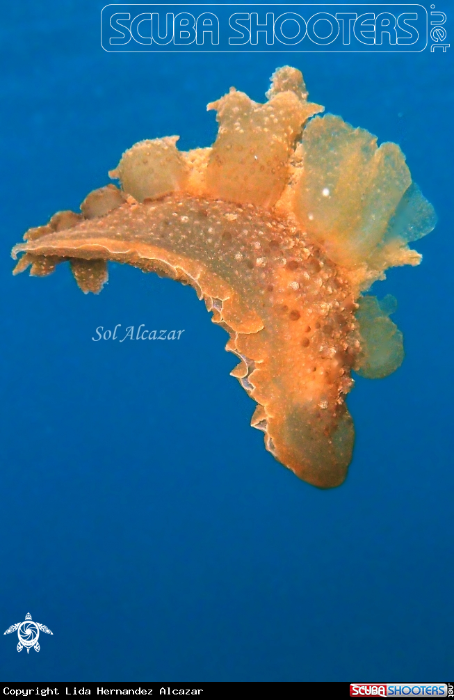 A underwater creature