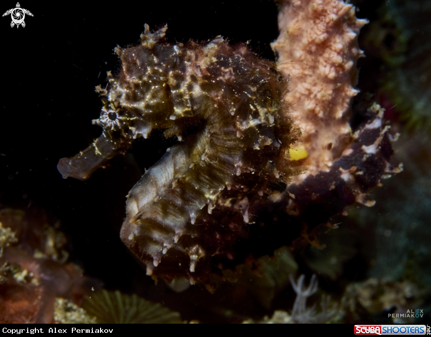 A Seahorse