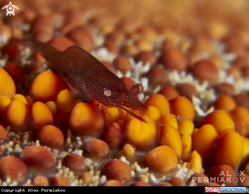 A Starfish shrimp