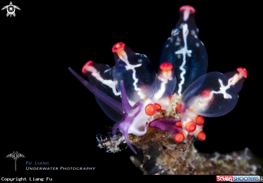 A Eubranchus sp. 
