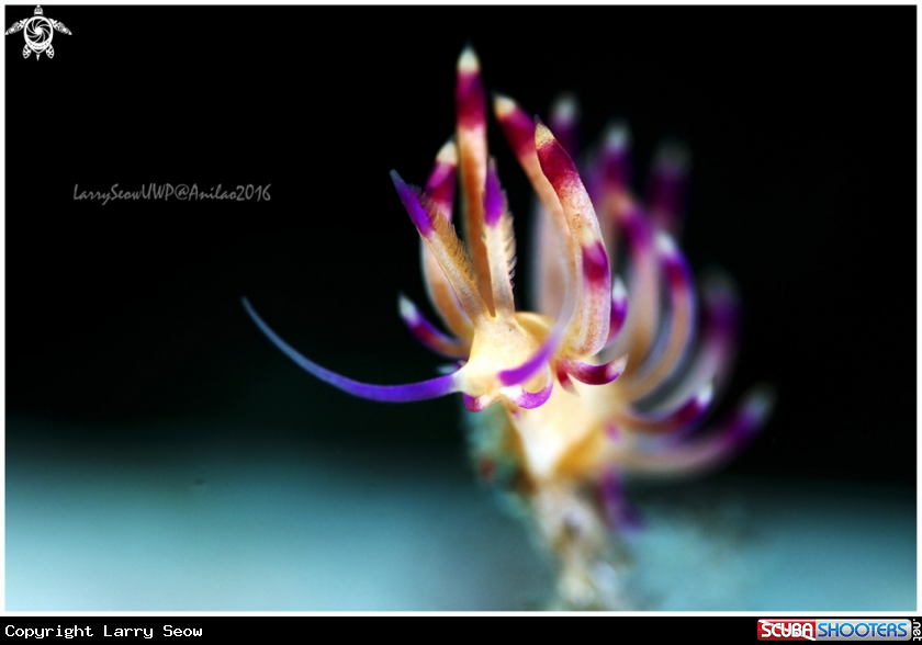 A Flabelina Nudi Branch