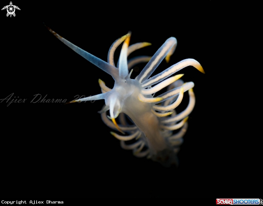 A Nudi