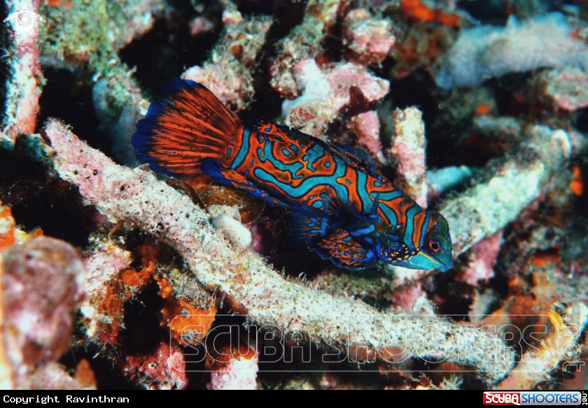A Mandrin Fish